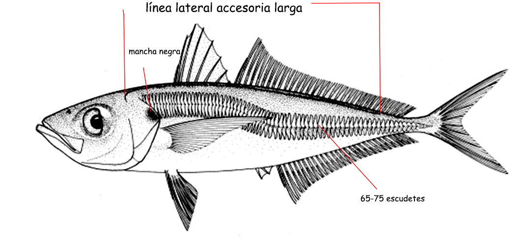 Trachurus trachurus_001.jpg